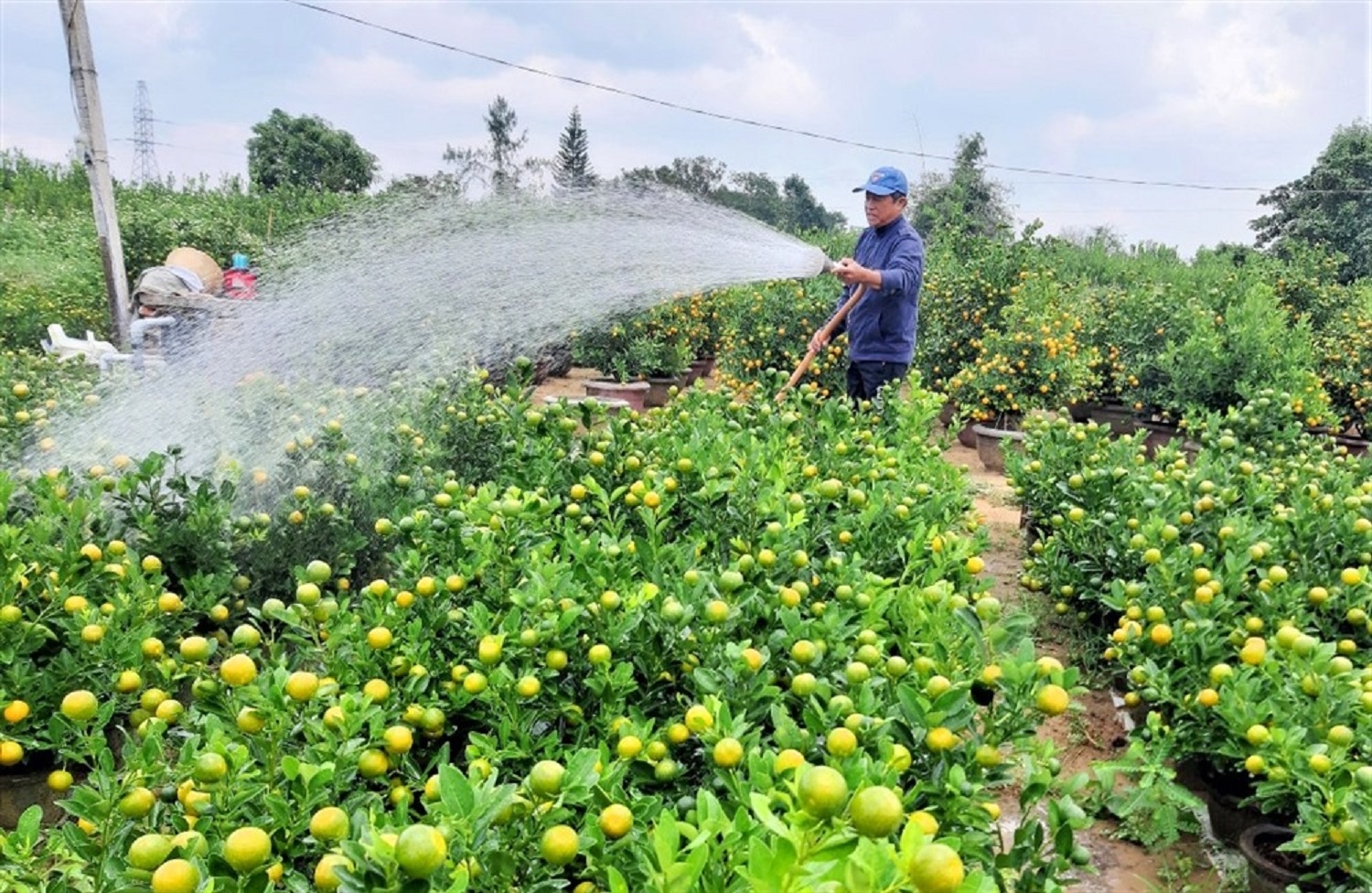 Nghề trồng quất Cẩm Hà được công nhận là nghề truyền thống tỉnh Quảng Nam