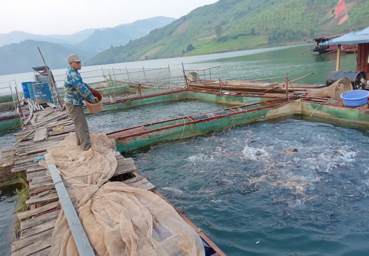 Mô hình nuôi cá của Người có uy tín ỏ xã Tân Hợp, huyện Mộc Châu mang lại hiệu quả kinh tế cao.