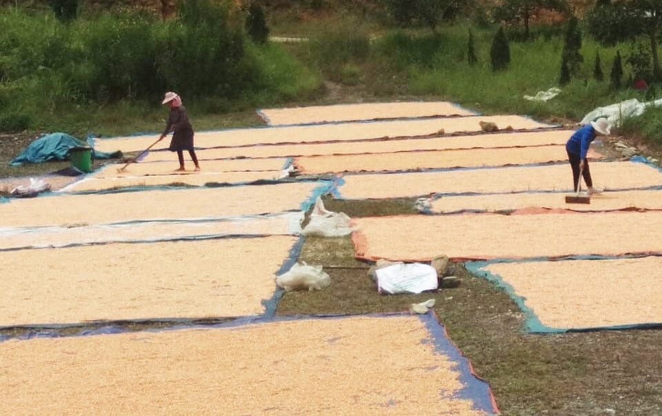 Việc hỗ trợ giống ngô giúp nông dân vùng cao Lào Cai giảm bớt khó khăn, từng bước ổn định, phục hồi sản xuất và đời sống