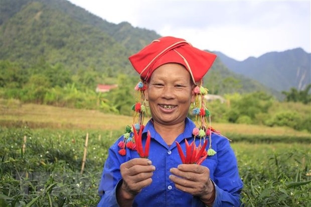 Người dân trồng ớt ở huyện Tân Uyên phấn khởi vì ớt được mùa, được giá. (Ảnh: Việt Hoàng/TTXVN)