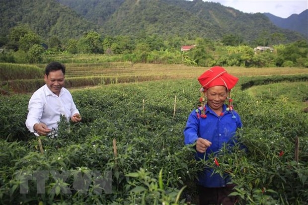 Trồng ớt chỉ thiên đem lại doanh thu cho nông dân huyện Tân Uyên doanh thu trên 360 triệu đồng/ha/vụ. (Ảnh: Việt Hoàng/TTXVN)