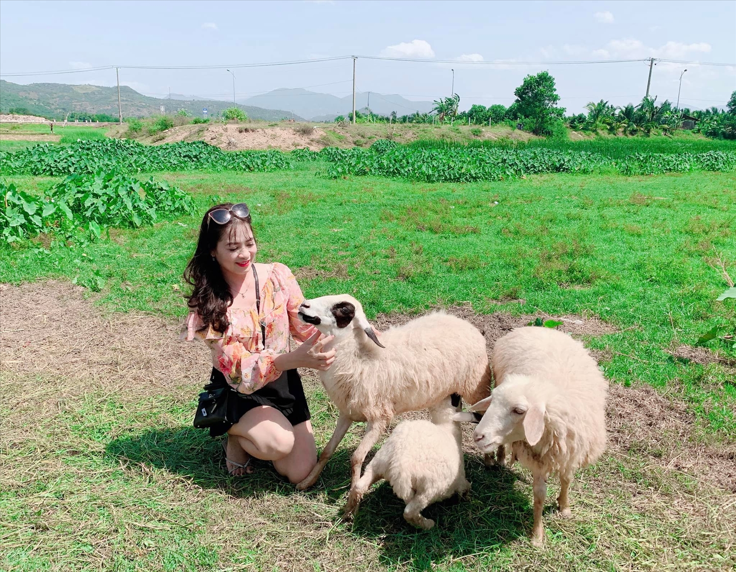 Du khách check in cùng đàn cừu (Ninh Thuận)