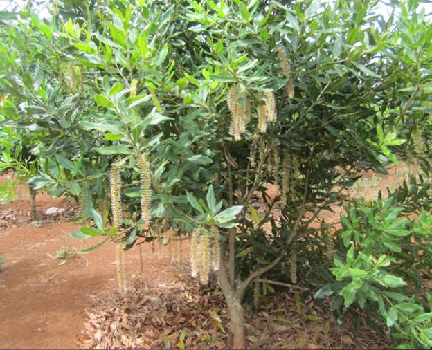 Cây mắc ca phát triển khá tốt tại xã Nà Khoa, huyện Nậm Pồ