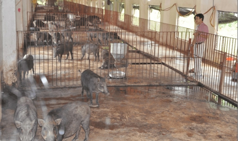 Mô hình trang trại nuôi lợn đã và đang phát triển ở xã Thượng Trạch, huyện Bố Trạch (ảnh minh họa)