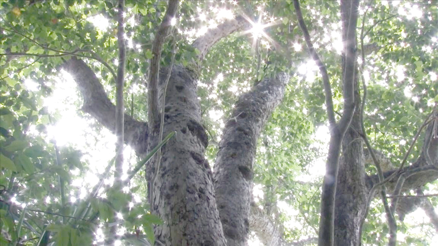 Khu rừng nghiến nguyên sinh Đông Đằng đã được công nhận là khu bảo tồn loài - sinh cảnh Bắc Sơn được quy hoạch, bảo vệ