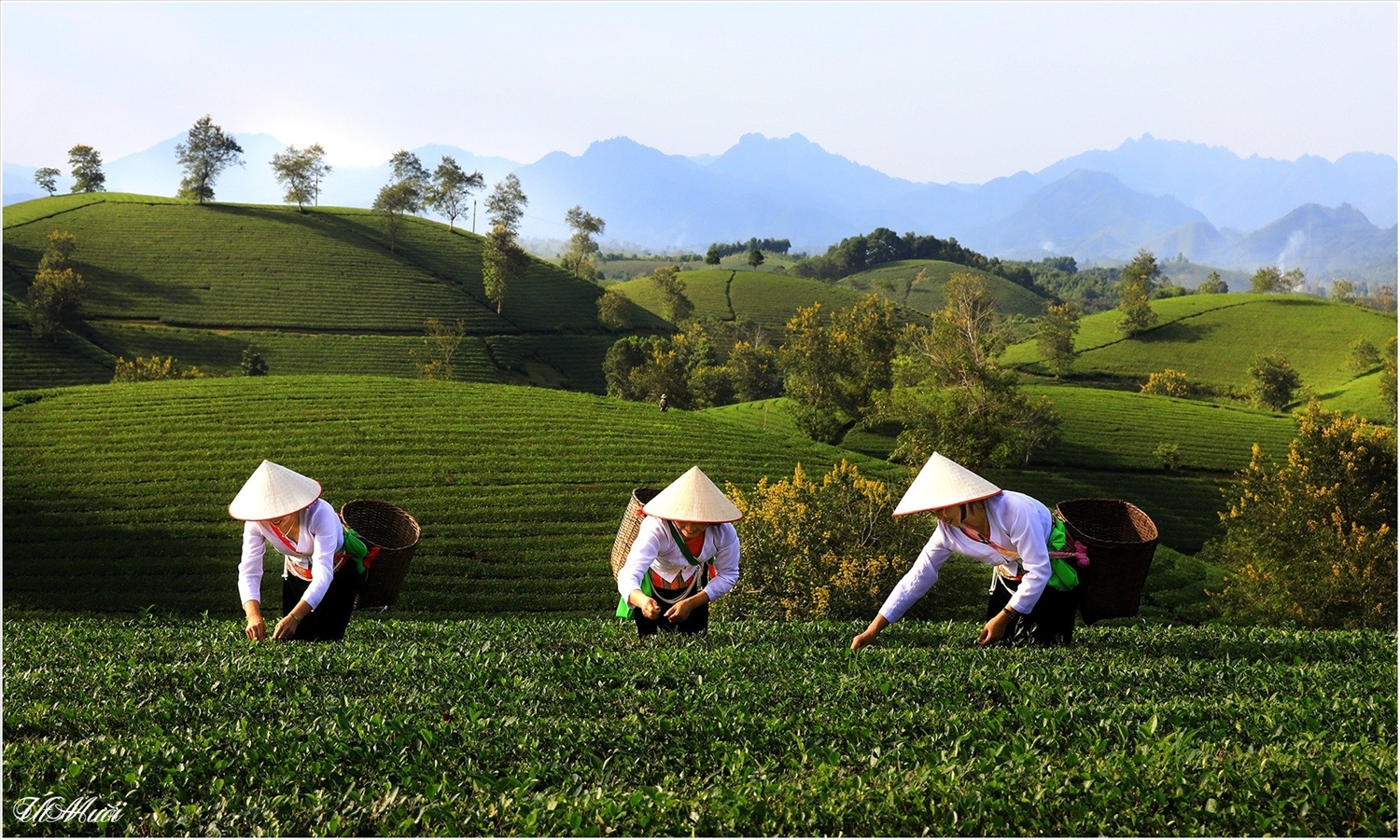 Đồi chè Long Cốc