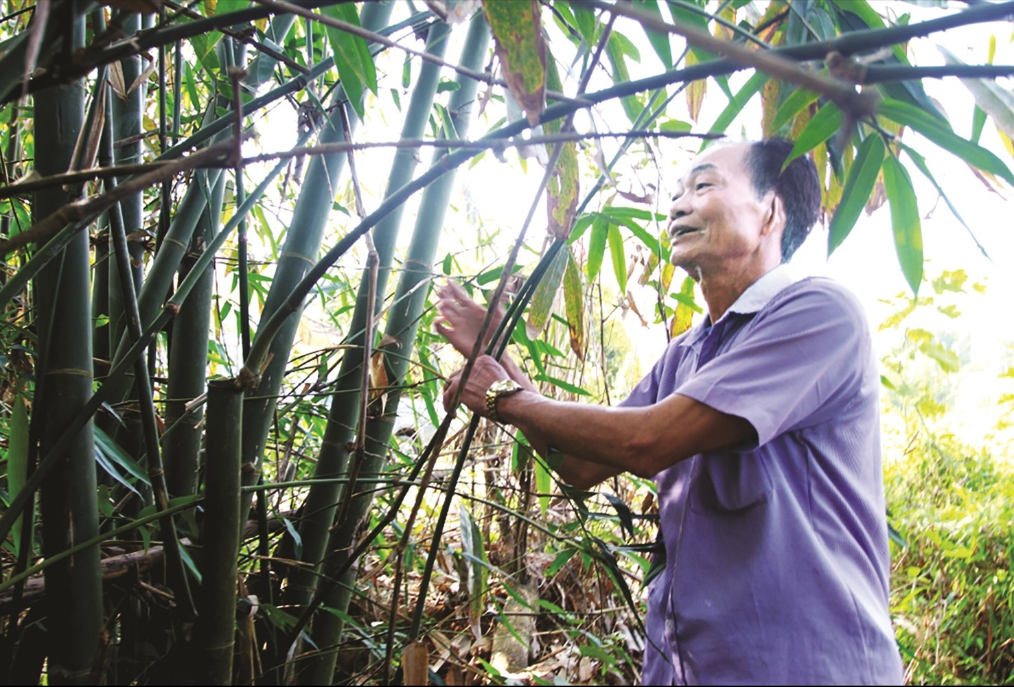 Ông Đặng Ngọc Phú đã có 40 năm trồng tre giữ đất biên cương.