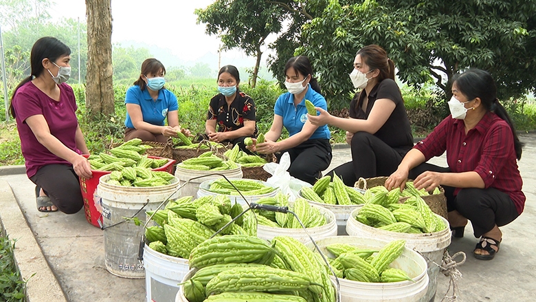 Nhóm sở thích trồng rau sạch xã Yên Nguyên, huyện Chiêm Hóa (Tuyên Quang) nhằm cung cấp các sản phẩm rau, củ đảm bảo an toàn vệ sinh thực phẩm ra thị trường.