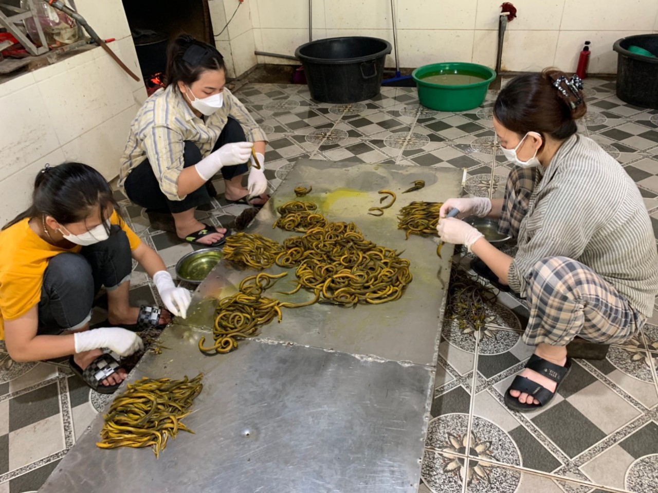 Sơ chế lươn tại nhà anh Nguyễn Thanh làng nghề Phan Thanh.