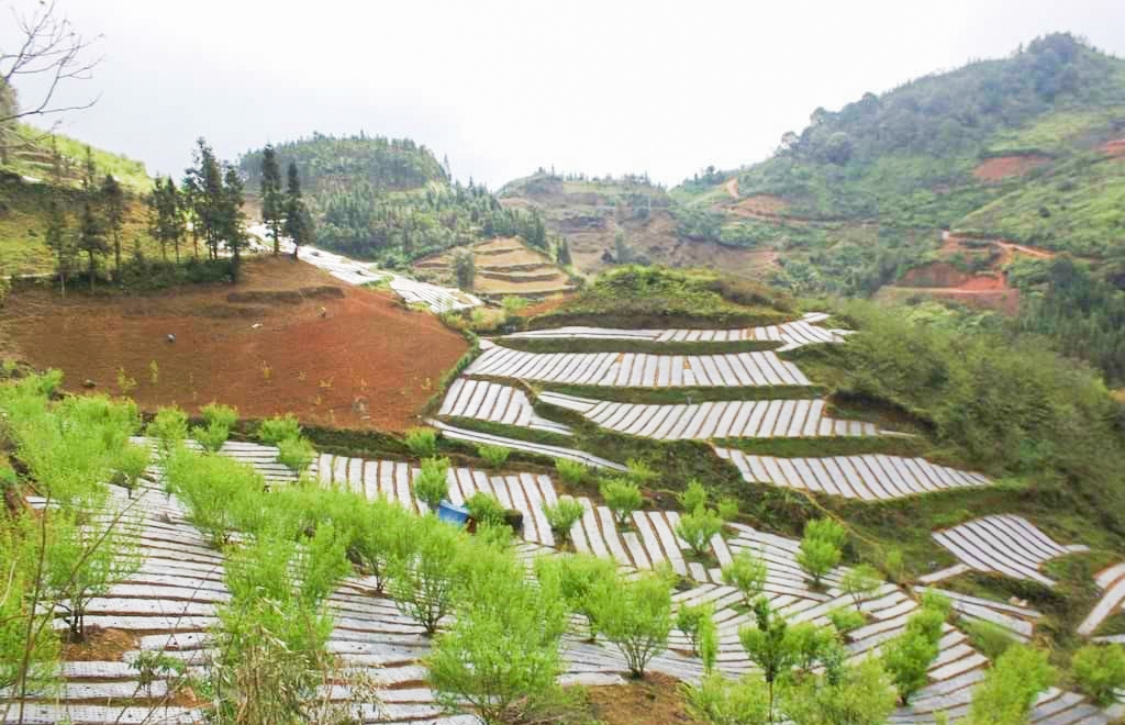 Việc trồng cây dược liệu đã và đang được nhiều địa phương trong tỉnh Lào Cai triển khai nhằm khai thác thế mạnh về khí hậu, thổ nhưỡng