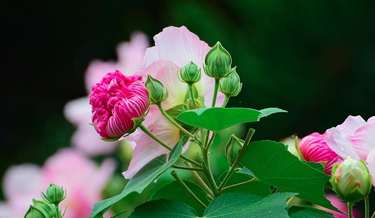  Trong Đông y thường dùng lá, hoa và vỏ rễ phù dung làm thuốc rất hiệu quả