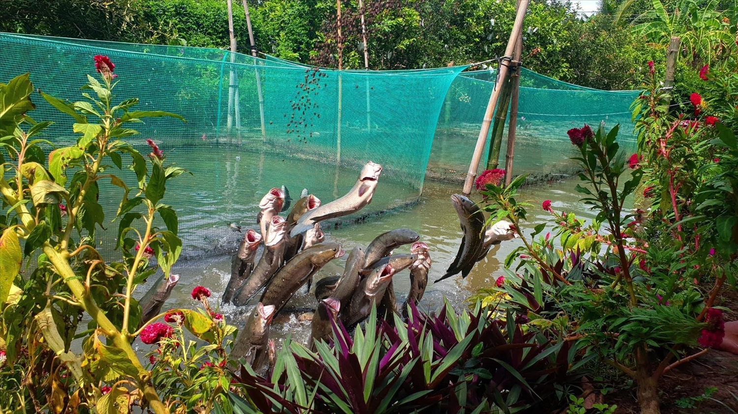 “Cá lóc bay” Tín Hoà - “xiếc cá” độc đáo ở Cồn Sơn