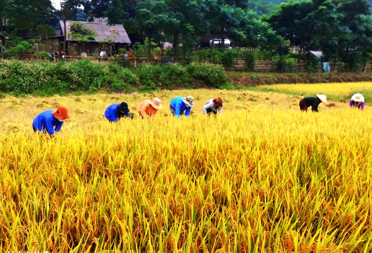 Hiện nay 138 hộ đồng bào Chứt ở bản Ka Ai, xã Dân Hóa (Minh Hóa, Quảng Bình) đang vào vụ thu hoạch lúa.
