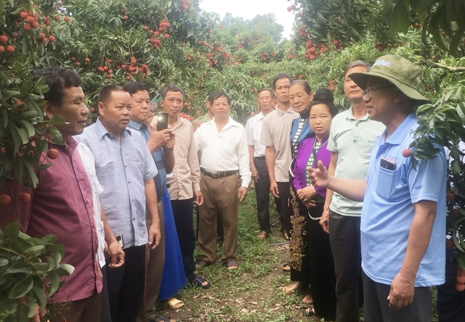 Đoàn thăm quan mô hình trồng vải thiều tại xã Tân Sơn, huyện Lục Ngạn