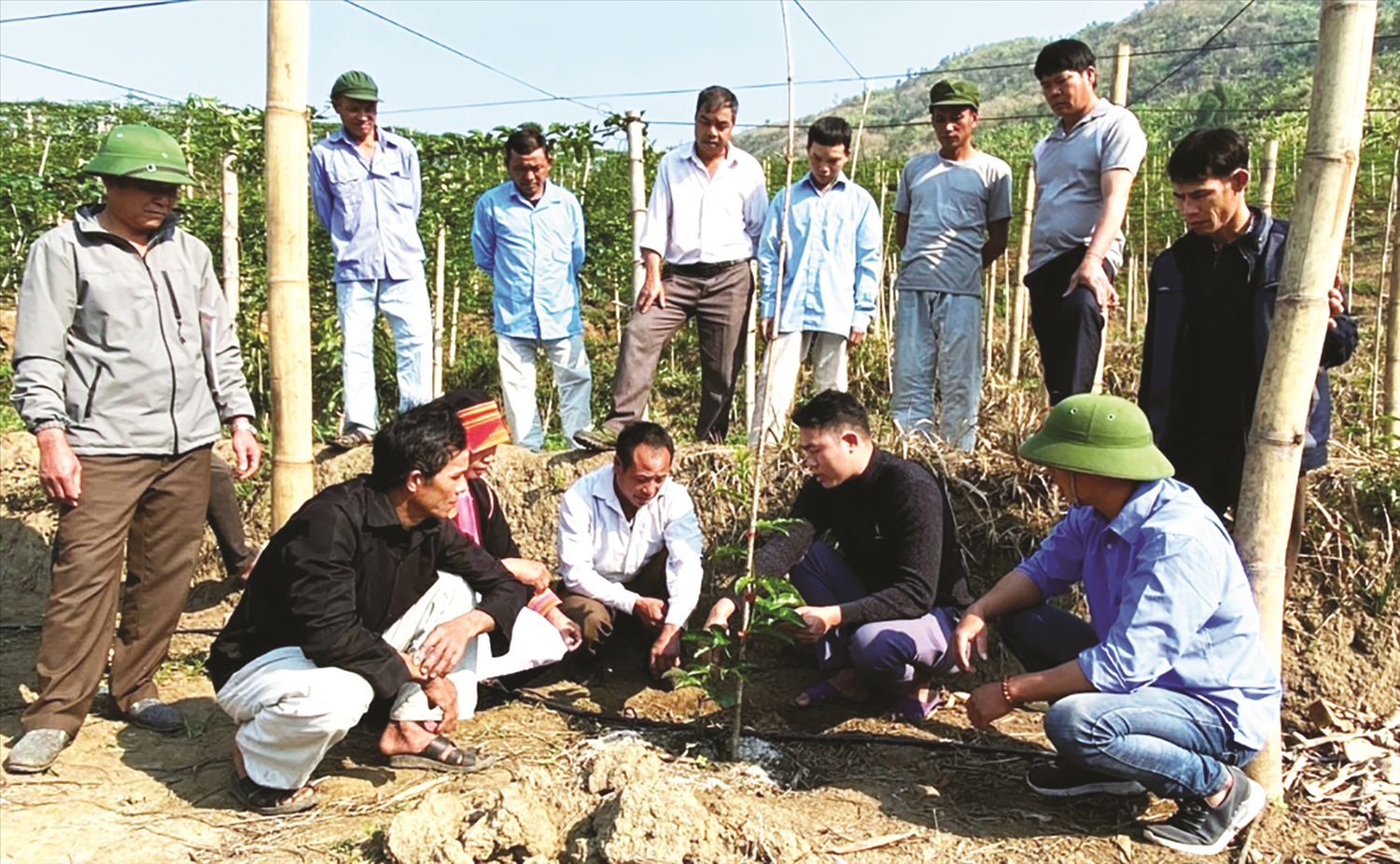 Người dân ở Bản Lang cùng học kỹ thuật chăm sóc cây chanh leo.