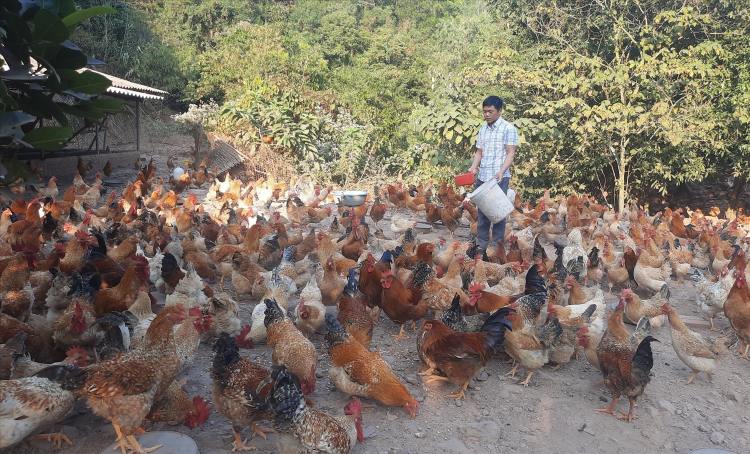Nhiều người dân xã vùng cao Hà Lâu, huyện Tiên Yên thoát nghèo nhờ mô hình nuôi gà 