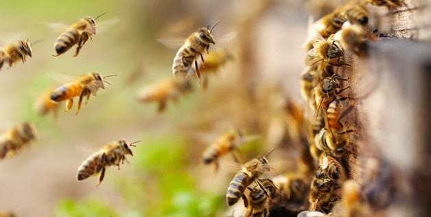 (Tổng hợp) Biện pháp nuôi ong lấy mật hiệu quả cao 3