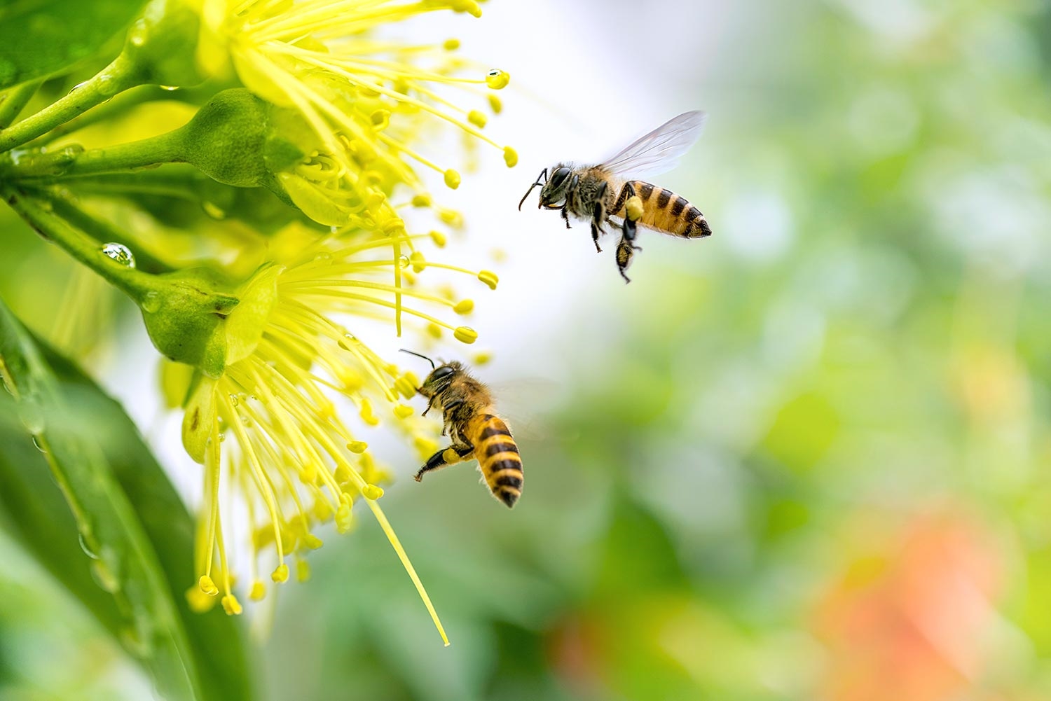 (Tổng hợp) Biện pháp nuôi ong lấy mật hiệu quả cao 1