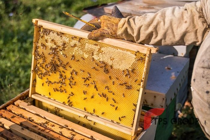 (Tổng hợp) Biện pháp nuôi ong lấy mật hiệu quả cao 2