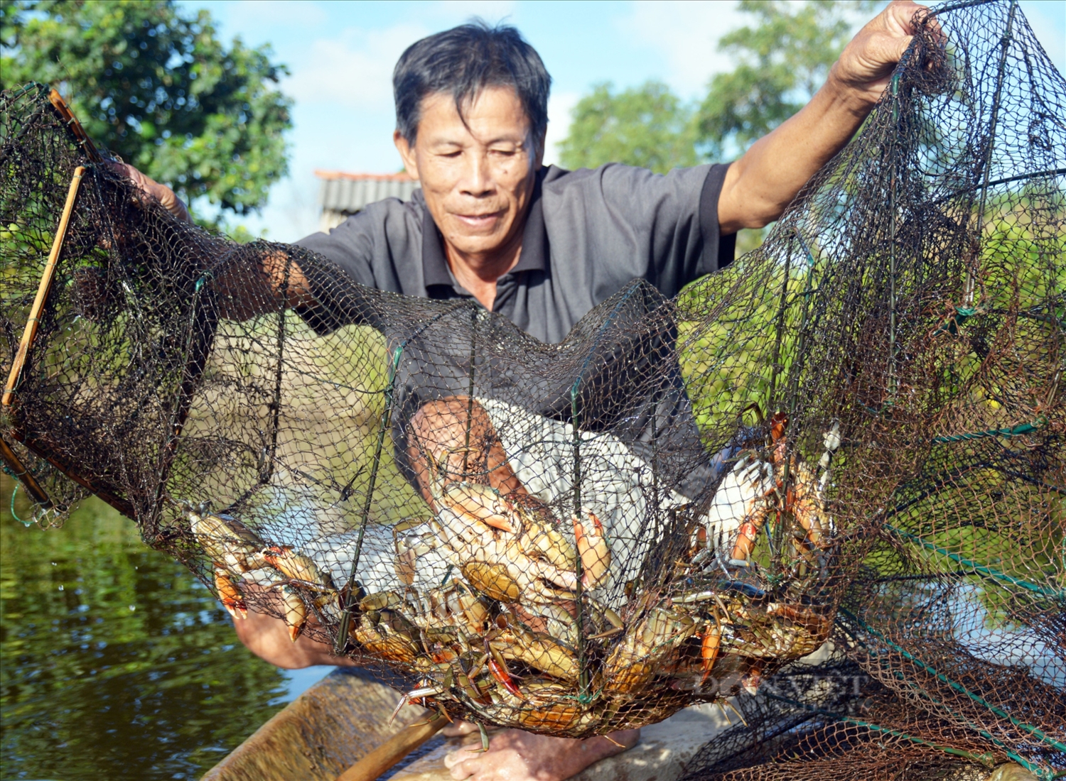 Người dân ven biển Trà Vinh thu hoạch cua biển trong rừng ngập mặn kết hợp với nuôi tôm sú cho thu nhập ổn định.
