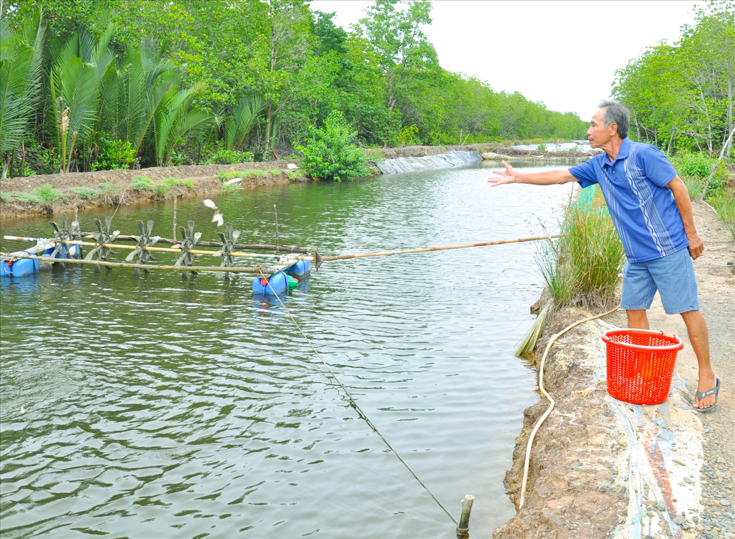 Ông Trần Văn Út, ấp 4, xã Mỹ Long Nam, huyện Cầu Ngang thực hiện mô hình nuôi xen cua biển, tôm sú giúp ông có thu nhập khá cao.