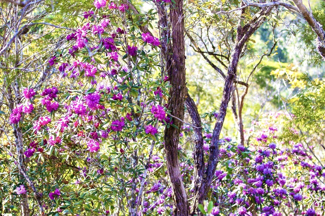 Hoa sim phủ màu tím mộng mơ khắp các dãy núi bao quanh làng Vi Rơ Ngheo