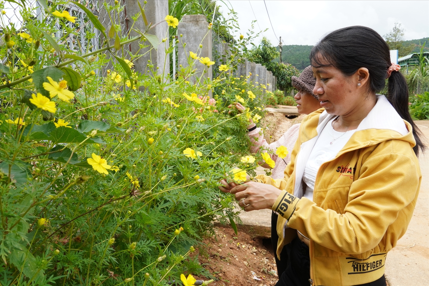 Nhiều tuyến đường nông thôn ở huyện Đăk Tô được đồng bào DTTS trồng hoa tạo cảnh quan môi trường xanh – sạch – đẹp