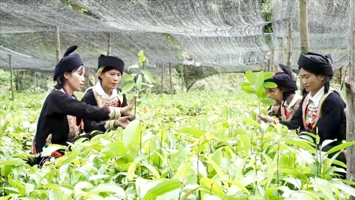 Chị Đặng Thị Tàn tận tình hướng dẫn nhiều hộ gia đình dân tộc Dao ở xã Tân Hòa về kỹ thuật trồng, chăm sóc cây quế, 