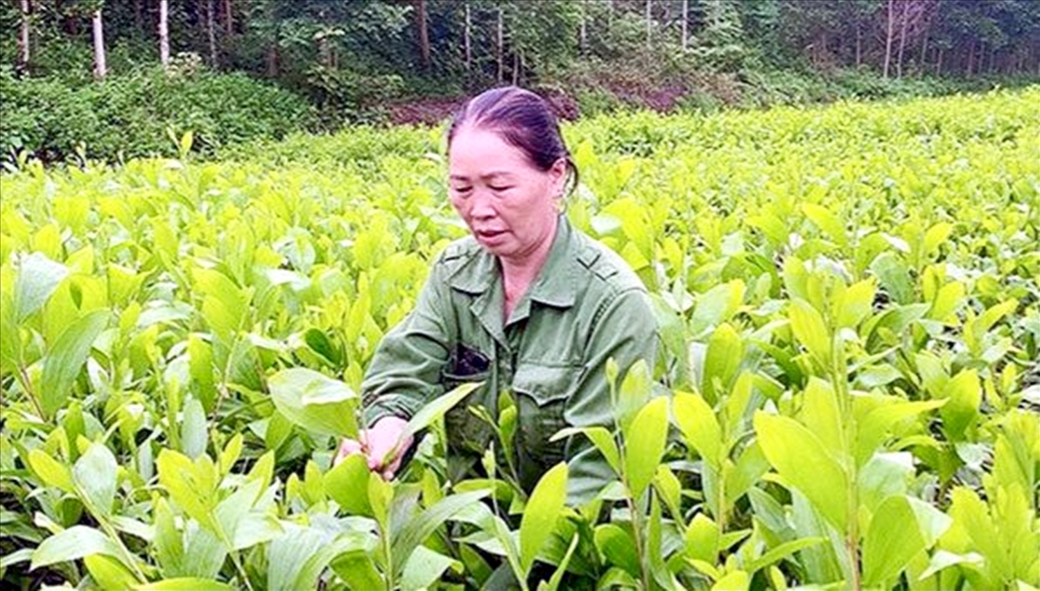 Vườn ươm nhà bà Lý Thị Bình trở thành địa chỉ đáng tin cậy đối với người dân địa phương và các tỉnh lân cận