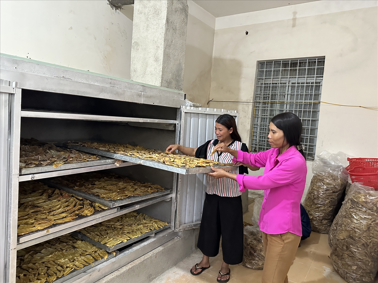 Người dân có thêm thu nhập nhờ làm việc tại HTX thảo dược cộng đồng Ngọk Yêu sản xuất ra sản phẩm măng khô theo công nghệ hiện đại.