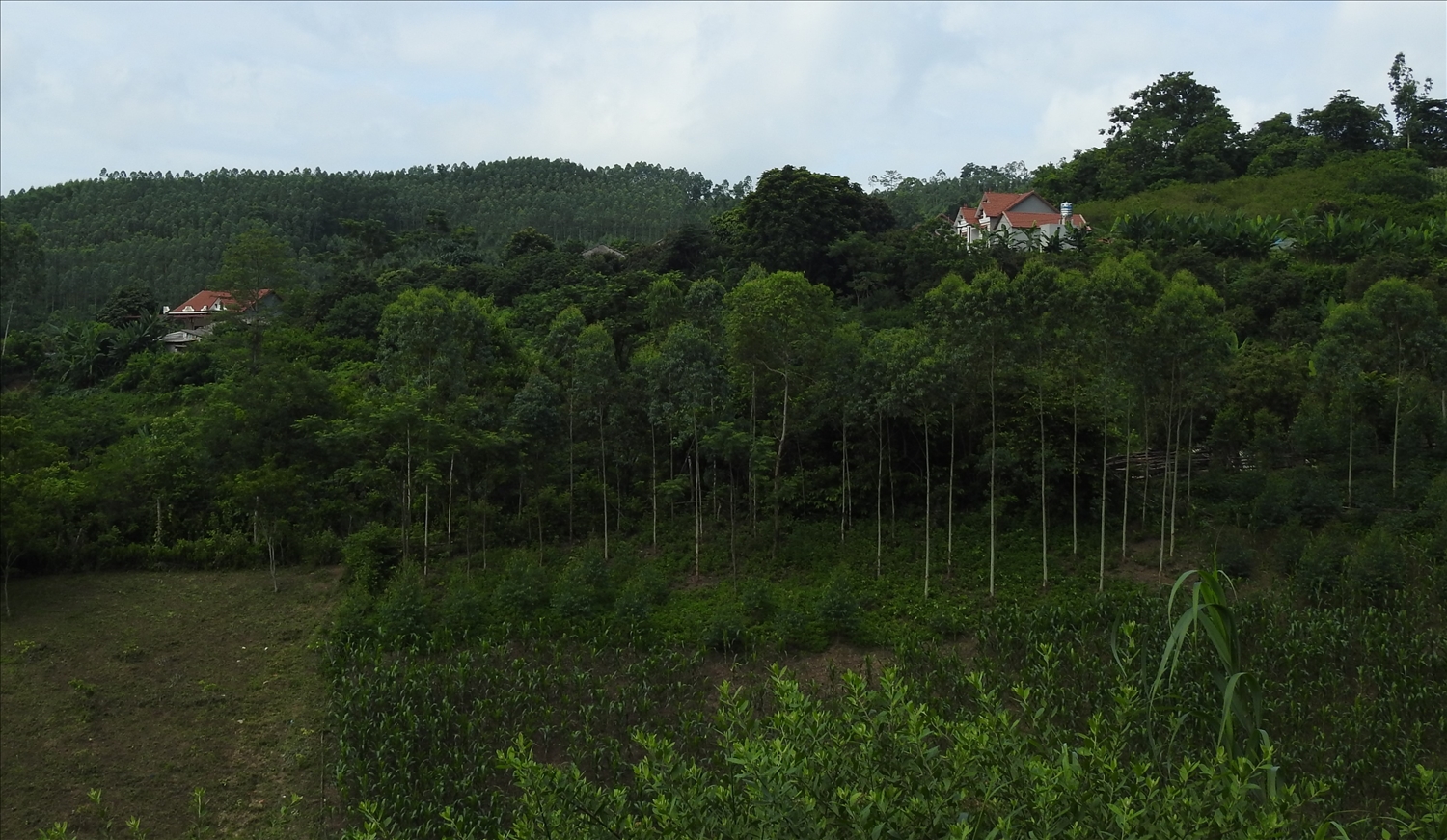 Hiện nay, Nhân dân huyện Chi Lăng đang tích cực bảo vệ rừng, phủ xanh đất trống, đồi trọc, nhiều người đã làm giàu từ việc phát triển kinh tế rừng (Trong ảnh: một góc xã Hữu Kiên)