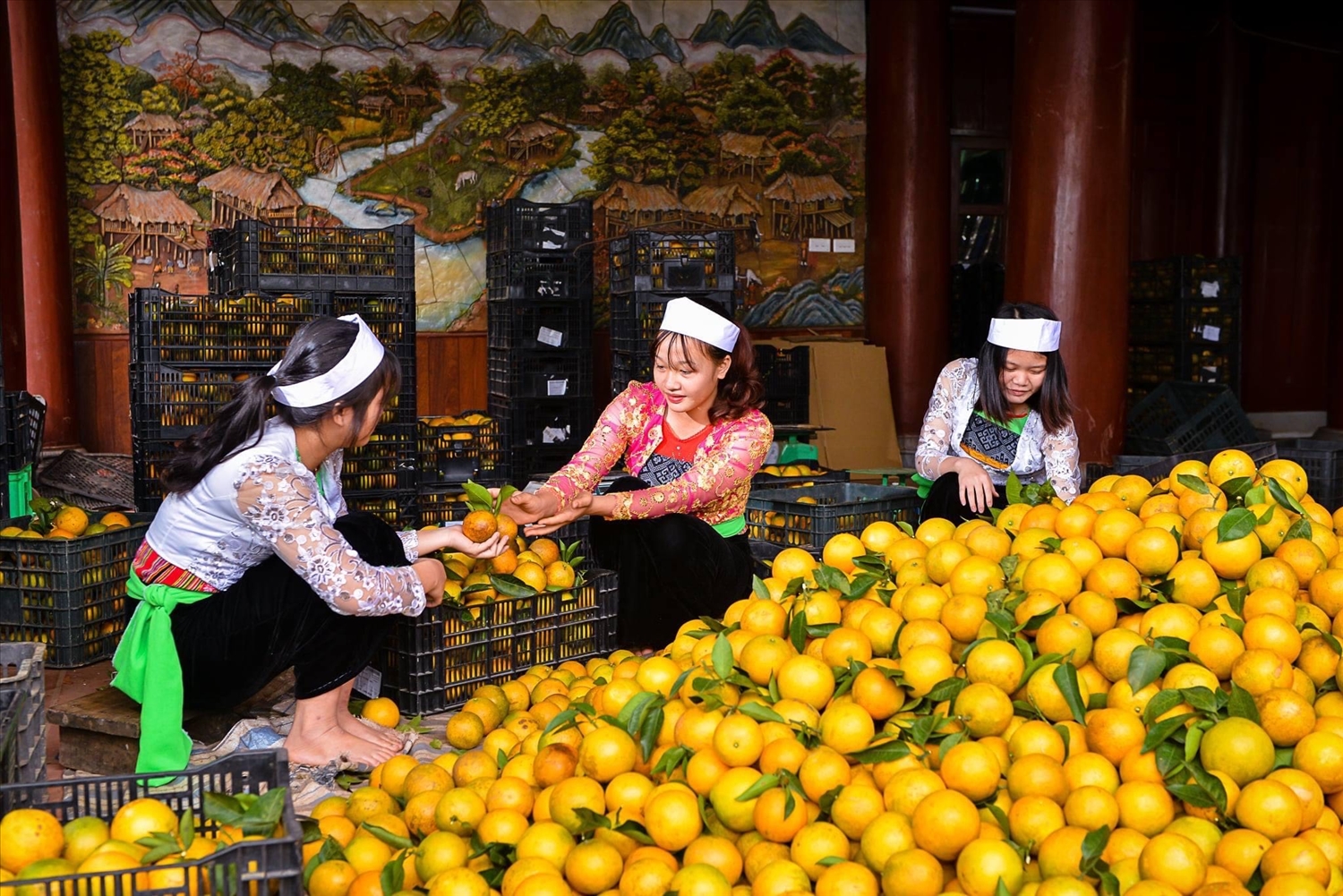 Nhiều mô hìnhsản xuất nông nghiệp đã góp phần thúc đẩy phát triển kinh tế - xã hội vùng DTTS tỉnh Hoà Bình.