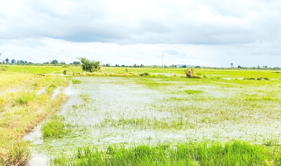 Cánh đồng lúa huyện Ea Súp bị ngập