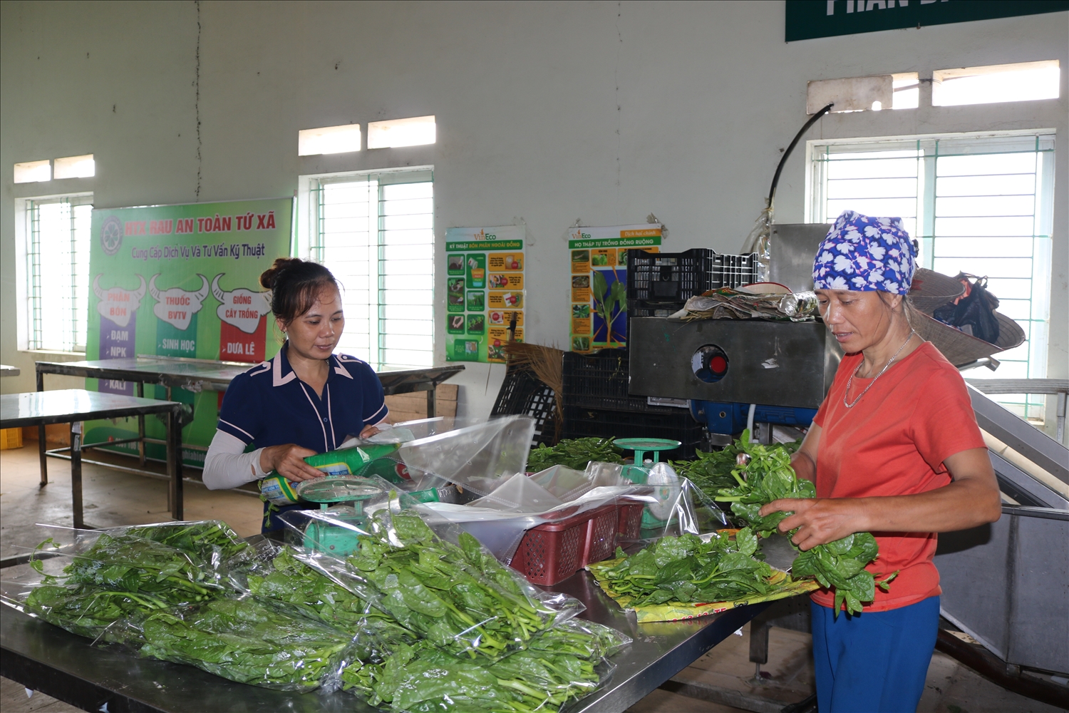 Nhờ tích cực tham gia các hoạt động kết nối giao thương, sản phẩm của HTX rau an toàn Tứ Xã, huyện Lâm Thao đã có mặt trong các siêu thị lớn trong và ngoài tỉnh. 