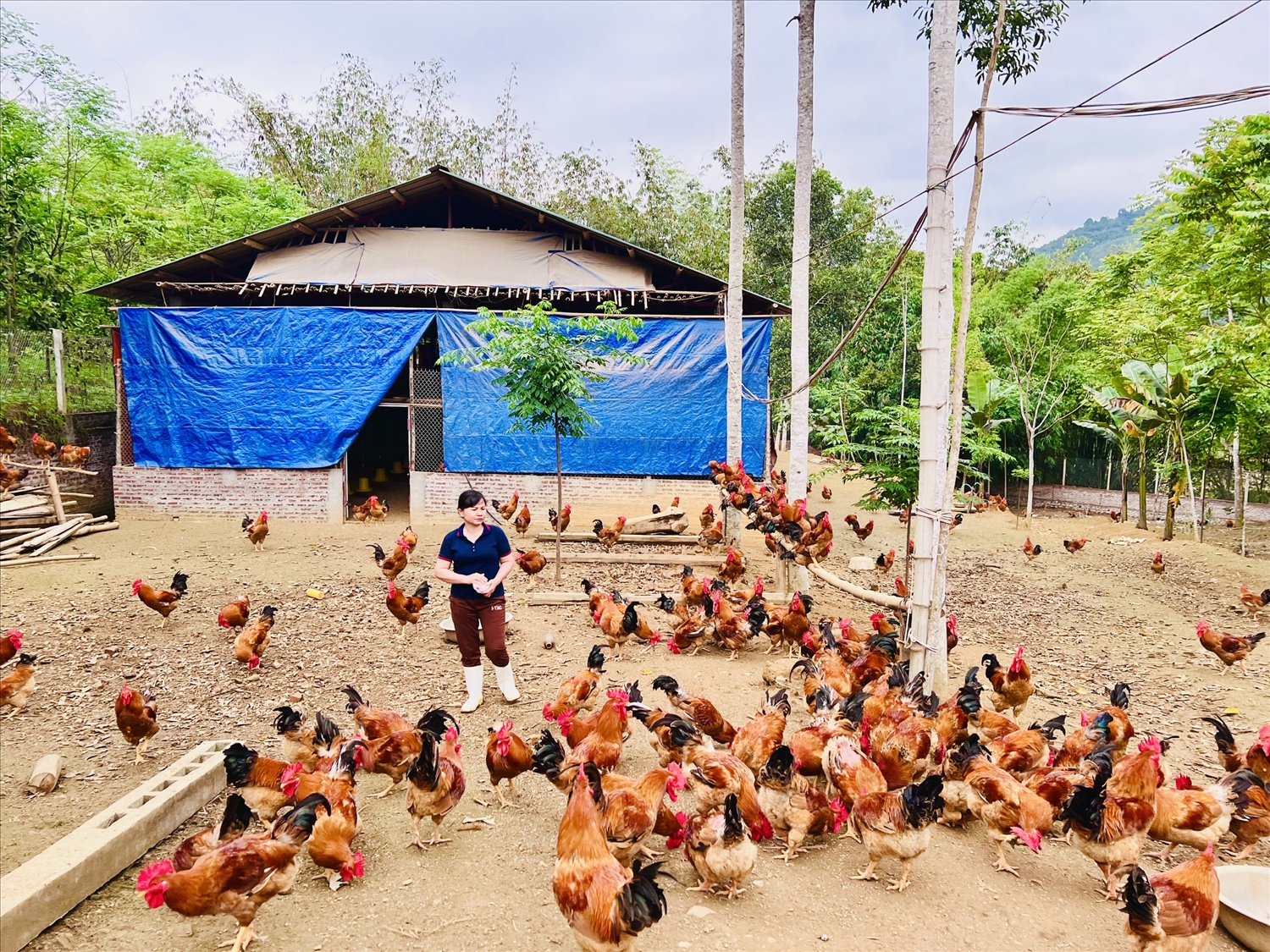 Trang trại gà của chị Hà Thị Thuật tại thôn Tân Lập, xã Trung Hòa (Chiêm Hóa).