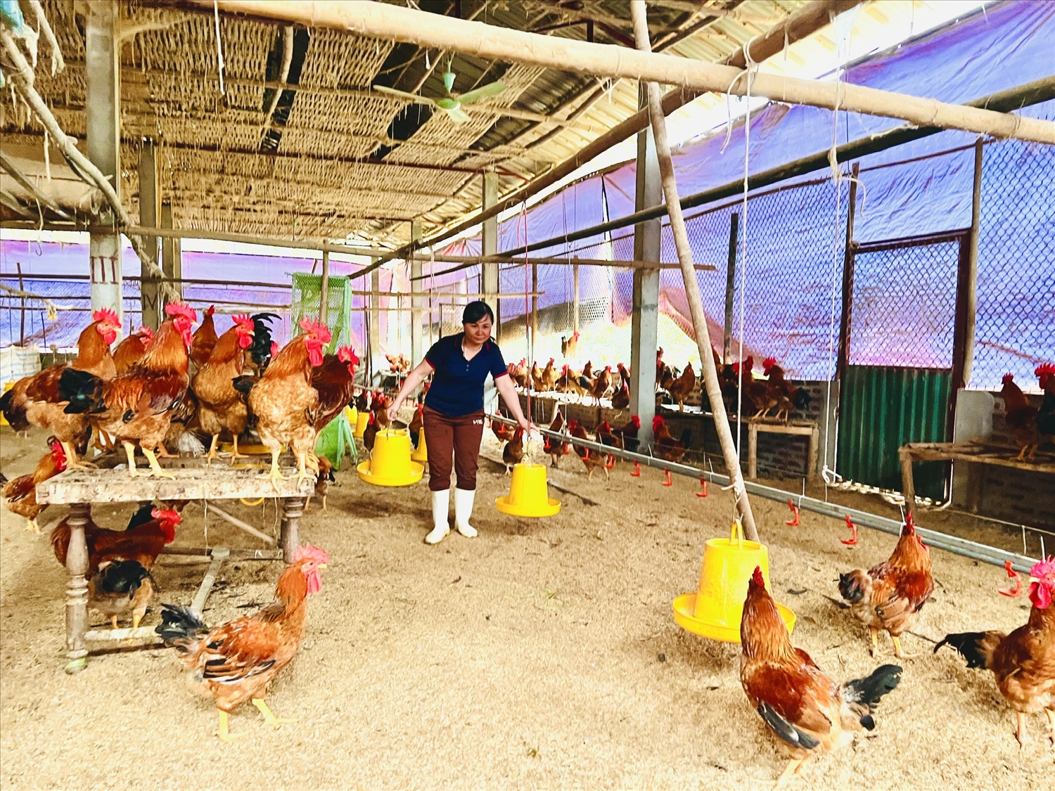 Công việc suốt từ sáng đến chiều tối của chị Thuật là quẩn quanh với đàn gà hơn 1.000 con ở hai trang trại.