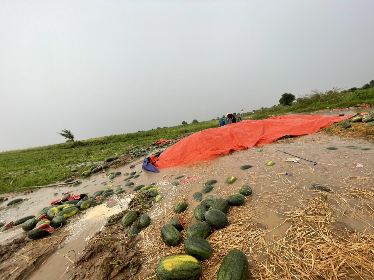 Mưa bão kéo dài đã khiến nhiều ruộng dưa ở xã Phú Cần, huyện Krông Pa bị thối rữa, nông dân thất thu 