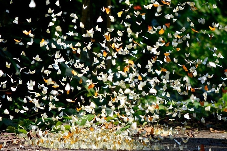 Hàng năm, từ trung tuần tháng 4 đến tháng 6 là “mùa bướm” Cúc Phương. Nguồn: Facebook Vườn Quốc gia Cúc Phương
