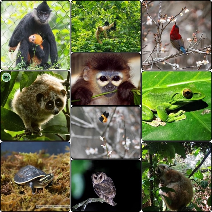Rừng Cúc Phương là nơi cư trú của hàng trăm loài động vật quý hiếm… Nguồn: Facebook Vườn Quốc gia Cúc Phương