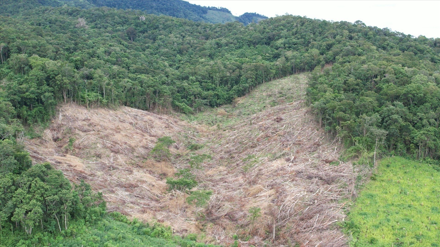 Từng khoảnh rừng thuộc tiểu khu 793 địa giới hành chính xã Sró, huyện Kông Chro bị tàn phá 