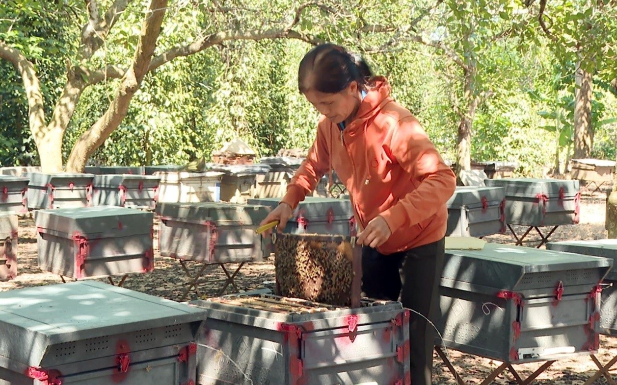 Bà Hoàng Thị Khôi ở ấp Sóc Nê, xã Tân Tiến, huyện Bù Đốp chăm sóc đàn ong mật của gia đình.
