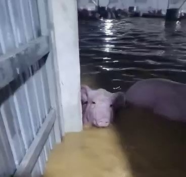 Nước lũ lên nhanh khiến chủ trang trại không kịp xử lý, làm hơn 1.000 con lợn bị cuốn trôi