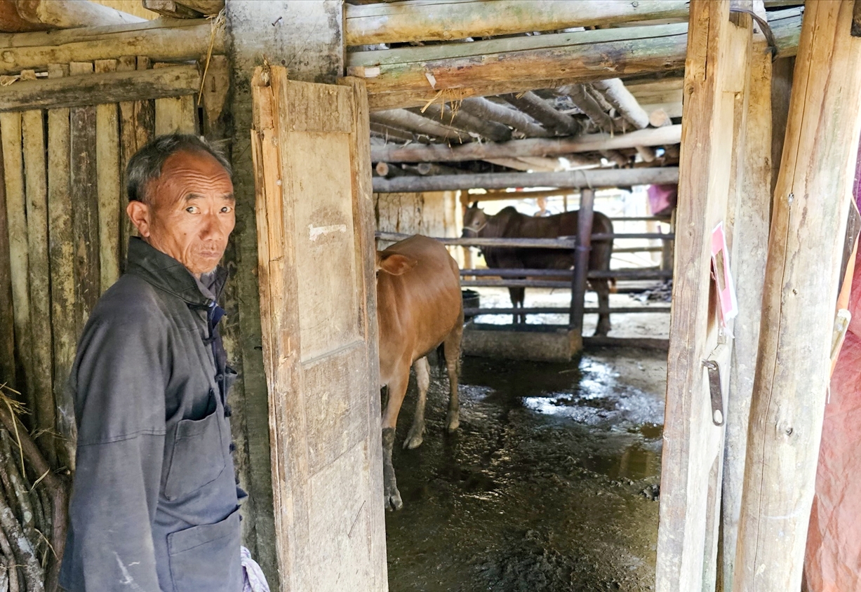 Gia đình ông Dế nuôi giống bò vàng địa phương có sức đề kháng, chịu khát tốt hơn các giống bò khác