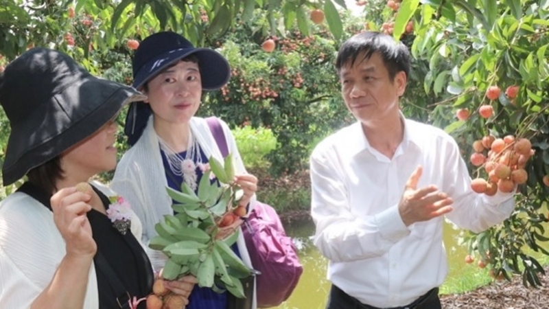 Nữ doanh nhân Nhật Bản với Giám đốc Sở Công thương Hải Dương tại vườn vải xuất khẩu ở huyện Thanh Hà