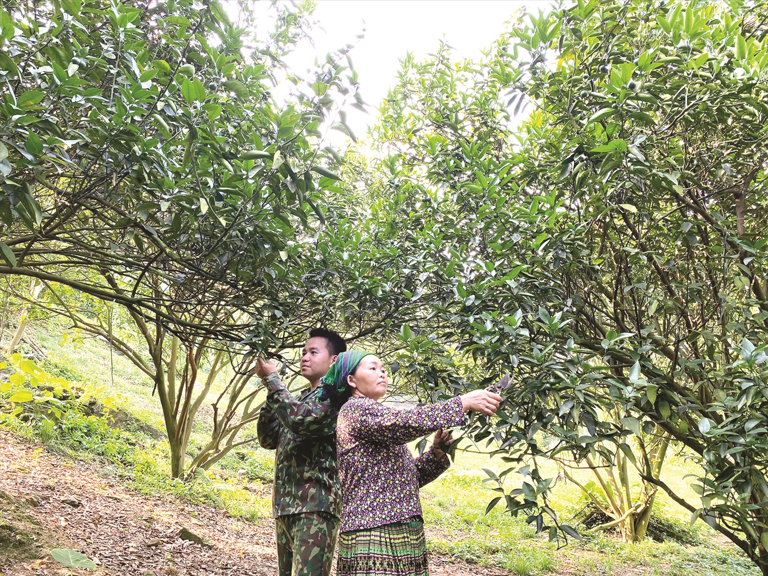Chị Dương Thị Dậu, thôn 8 Minh Tiến, xã Minh Hương (Hàm Yên) phát triển vườn cây ăn quả.