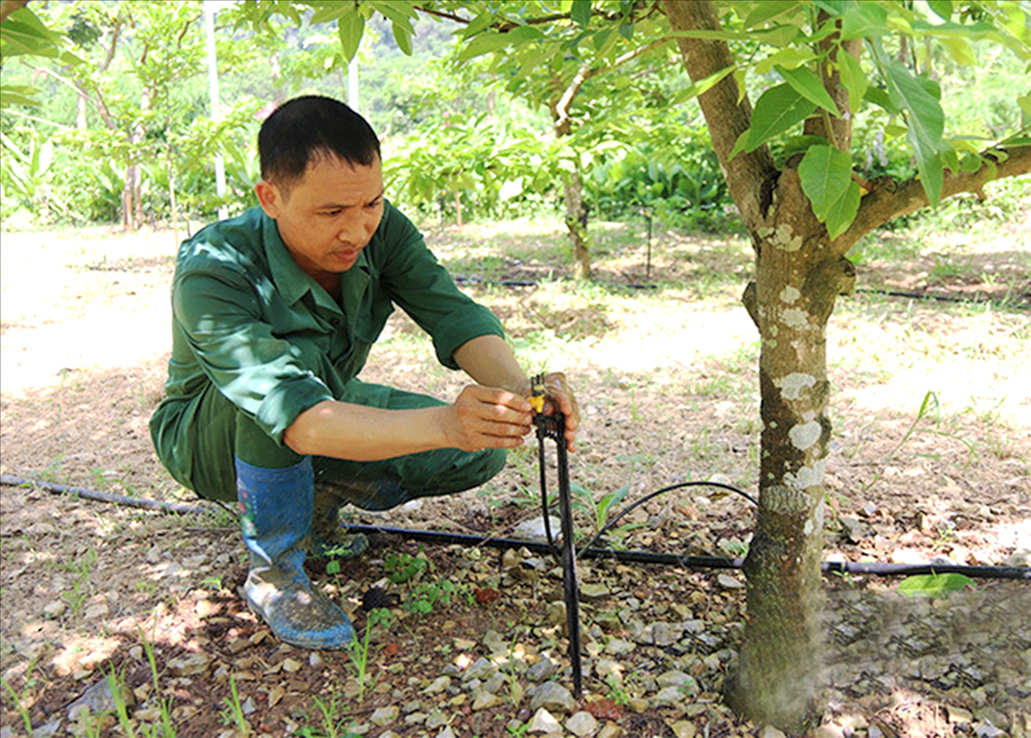  Mô hình chăm sóc cây ăn quả tự động ở Thôn Quán Thanh, xã Chi Lăng, huyện Chi Lăng giúp tiết kiệm được nhiều thời gian, công sức cho người dân