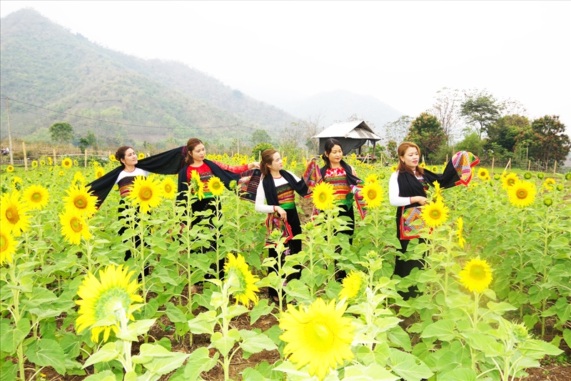 Du khách đến tham quan và chụp ảnh tại vườn “Hoa Hướng dương biên cương” ở khu phố Tén Tằn, thị trấn Mường Lát.