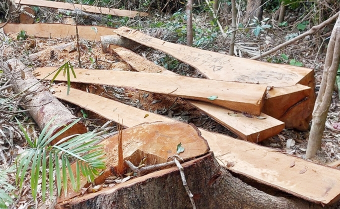 Hàng loạt cây gỗ rừng bị lâm tặc đốn hạ, xẻ hộp