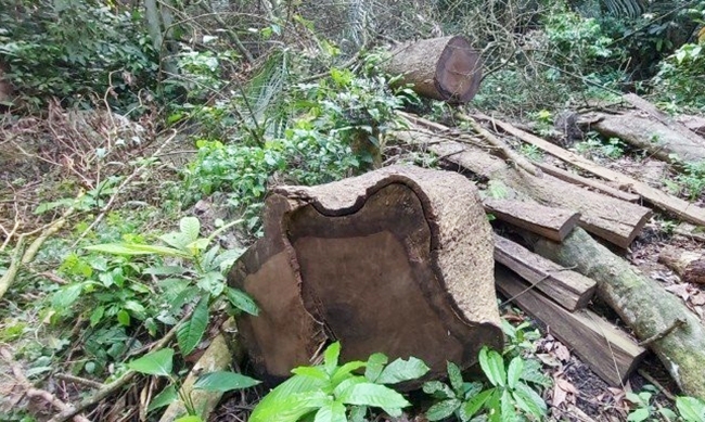 (Tin PV - ĐÃ BT) Gia Lai: Khởi tố vụ phá rừng phòng hộ Ya Hội 3
