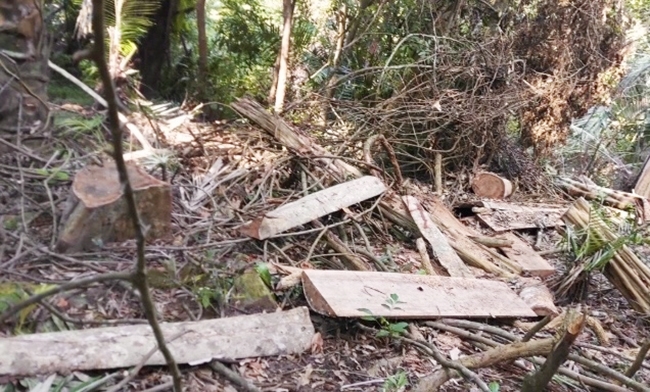 (Tin PV - ĐÃ BT) Gia Lai: Khởi tố vụ phá rừng phòng hộ Ya Hội 2